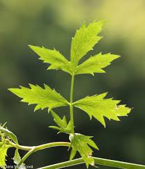 Attēlu rezultāti vaicājumam “Berula erecta leaf”