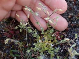 Attēlu rezultāti vaicājumam “Cerastium semidecandrum bud”