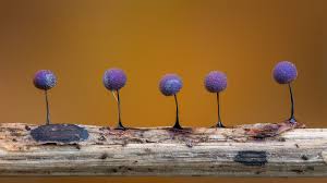 Attēlu rezultāti vaicājumam “Lamproderma violaceum”