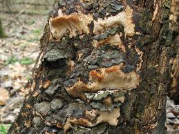 Attēlu rezultāti vaicājumam “Perenniporia medulla-panis”