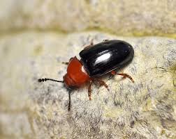 Attēlu rezultāti vaicājumam “Triplax russica”