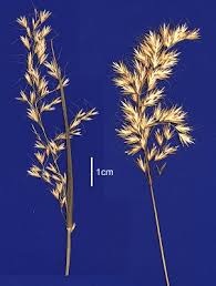 Attēlu rezultāti vaicājumam “Trisetum flavescens flower”