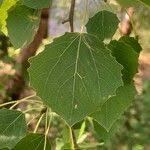 Attēlu rezultāti vaicājumam “Populus tremula leaf”