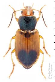 Attēlu rezultāti vaicājumam “Diachromus germanus”