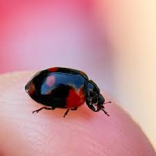 Attēlu rezultāti vaicājumam “Adalia bipunctata imago”