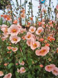 Image result for Alonsoa liniflora