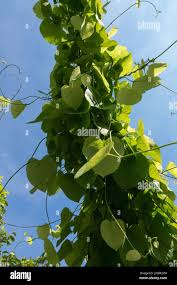 Attēlu rezultāti vaicājumam “Aristolochia durior leaf”