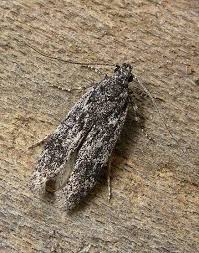 Attēlu rezultāti vaicājumam “Gelechia scotinella”