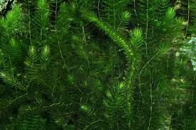 Attēlu rezultāti vaicājumam “Leptodictyum riparium sporophyte”