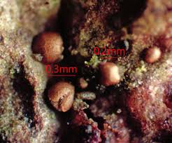 Attēlu rezultāti vaicājumam “Licea castanea”