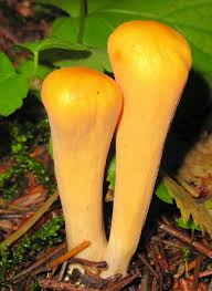 Attēlu rezultāti vaicājumam “Clavariadelphus pistillaris”