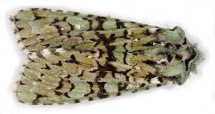 Attēlu rezultāti vaicājumam “Griposia aprilina”