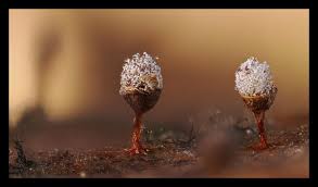 Attēlu rezultāti vaicājumam “Craterium leucocephalum spores”