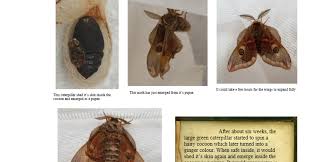 Attēlu rezultāti vaicājumam “Saturnia pavonia cocoon”