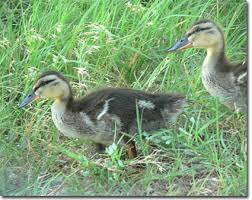 Attēlu rezultāti vaicājumam “Anas platyrhynchos juvenile”