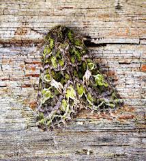 Attēlu rezultāti vaicājumam “Trachea atriplicis”