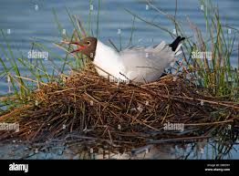 Attēlu rezultāti vaicājumam “Larus ridibundus adult”