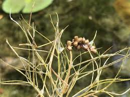 Attēlu rezultāti vaicājumam “Stuckenia filiformis bud”