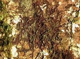 Attēlu rezultāti vaicājumam “Frullania fragilifolia”