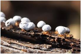 Attēlu rezultāti vaicājumam “Didymium megalosporum macro”