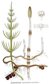 Attēlu rezultāti vaicājumam “Equisetum”