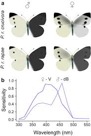 Attēlu rezultāti vaicājumam “Pieris rapae male”