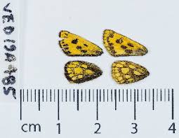 Attēlu rezultāti vaicājumam “Carterocephalus silvicolus”