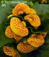 Image result for Calceolaria