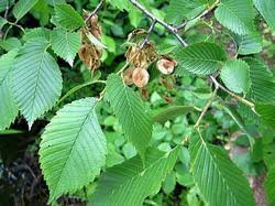 Attēlu rezultāti vaicājumam “Ulmus laevis leaf”
