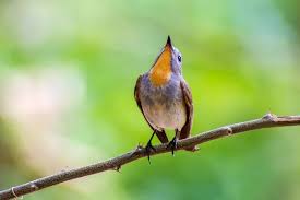 Image result for Ficedula albicilla