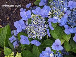 Attēlu rezultāti vaicājumam “Hydrangea”