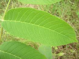 Attēlu rezultāti vaicājumam “Juglans mandshurica”