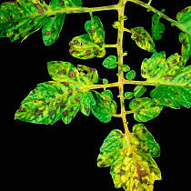 Attēlu rezultāti vaicājumam “Lycopersicon esculentum leaf”