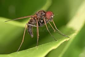 Attēlu rezultāti vaicājumam “Rhagionidae”