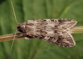 Attēlu rezultāti vaicājumam “Cucullia fraudatrix”