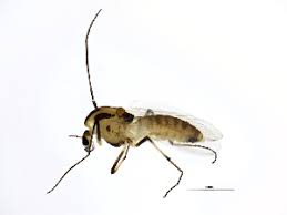 Attēlu rezultāti vaicājumam “Cricotopus”