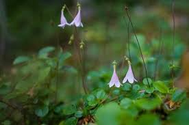 Attēlu rezultāti vaicājumam “Linnaea borealis”