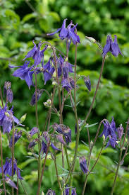 Image result for Aquilegia vulgaris
