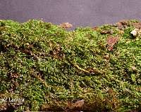 Attēlu rezultāti vaicājumam “Bryum pallescens sporophyte”