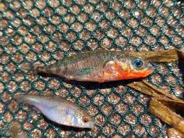 Attēlu rezultāti vaicājumam “Gasterosteus aculeatus”