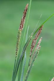 Attēlu rezultāti vaicājumam “Carex acutiformis fruit”
