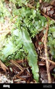 Attēlu rezultāti vaicājumam “Conocephalum salebrosum”