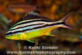 Image result for Haemulon carbonarium