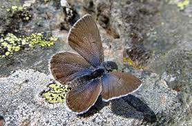 Attēlu rezultāti vaicājumam “Vacciniina optilete underside”