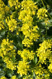 Attēlu rezultāti vaicājumam “Sinapis arvensis”