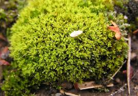 Attēlu rezultāti vaicājumam “Encalypta streptocarpa sporophyte”