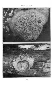 Attēlu rezultāti vaicājumam “Amaurochaete sp.”