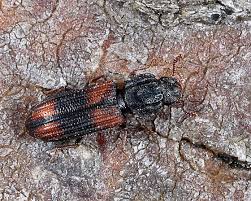 Attēlu rezultāti vaicājumam “Bitoma crenata”