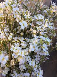 Attēlu rezultāti vaicājumam “Cardaminopsis arenosa leaf”