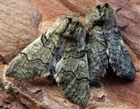 Attēlu rezultāti vaicājumam “Achlya flavicornis”